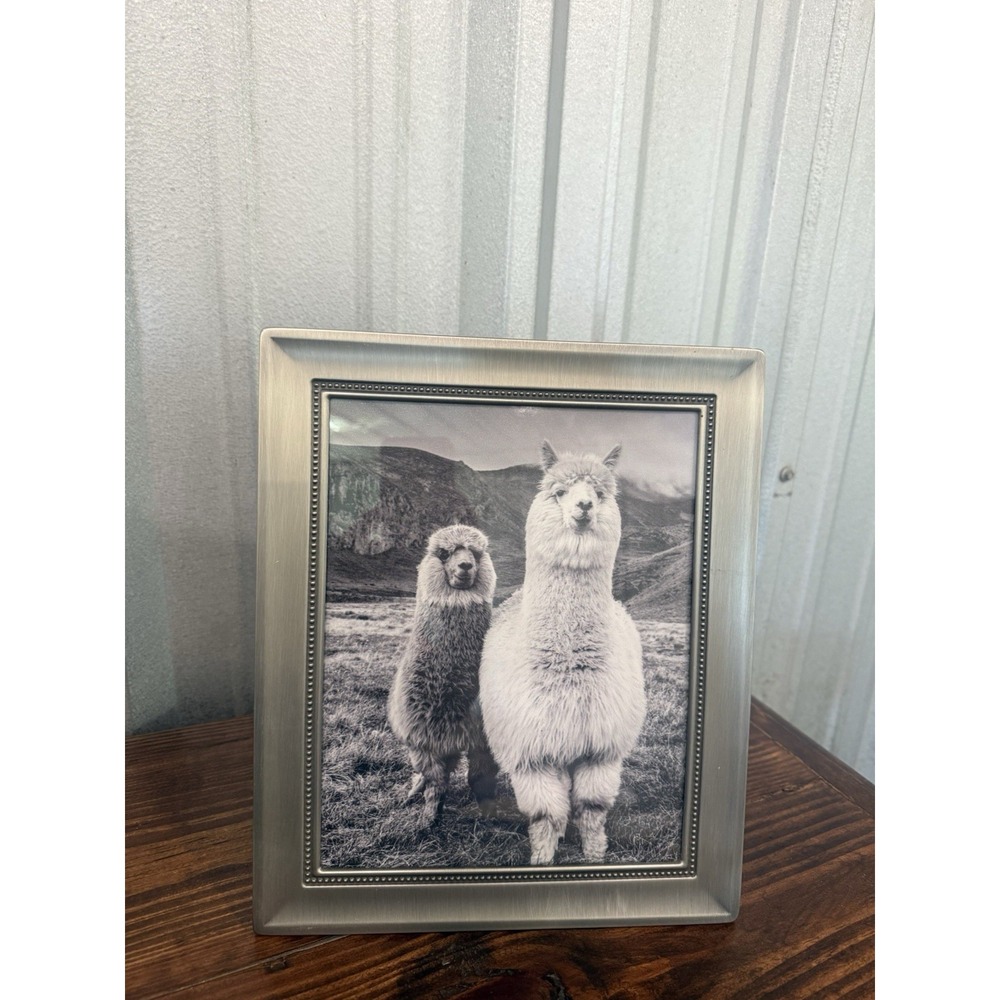 Llama Print In Real Glass Frame with Pewter Finish 12x10 Frame Ready to Hang